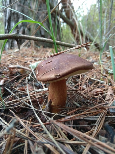 mushroom in the forest