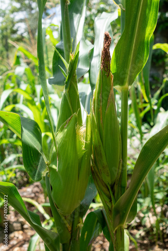 Close-up of corn cobs in field, green corn growing abundantly