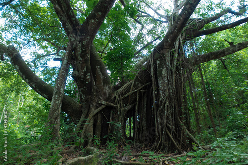 The banyan tree extends its large roots downward  creating a striking natural sight.