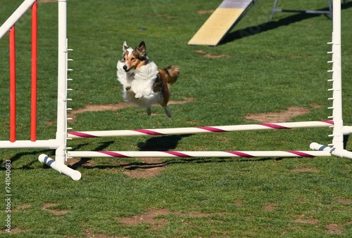 Border collie jumping over bar on an agility course