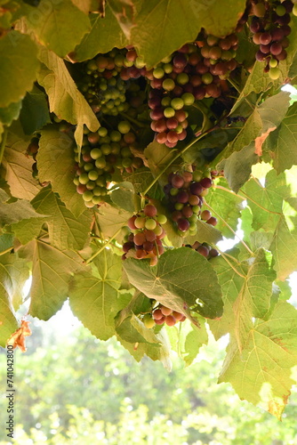 Vine grapes in sunlight | Babylonstoren | Franschhoek | South Africa photo