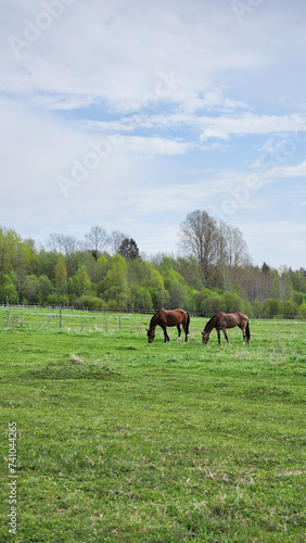 Thoroughbred horses grazing in field next to forest. Beautiful rural landscape. Vertical photo. High quality photo