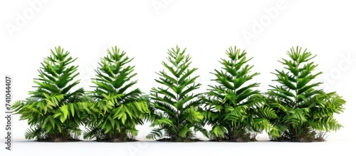 Small pine plant tree garden with ground isolated on white background. Generated AI image