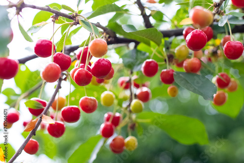 Cherry branch with berries during ripening