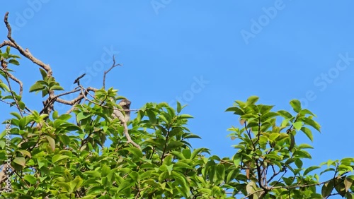 Sparrow, beautiful sparrows on the branches of the jaboticabeira, natural light, selective focus, 4k. photo