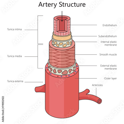 Human artery structure diagram hand drawn schematic vector illustration. Medical science educational illustration