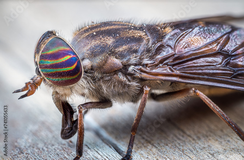 Extreme close-up of horsefly side view photo