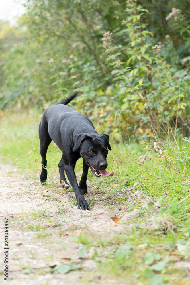 Un chien de race labrador noir