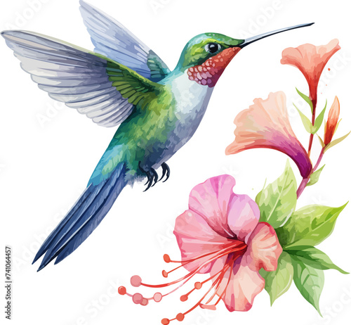 watercolor Hummingbird clipart for graphic resources