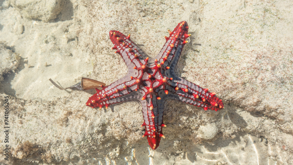 Red-knobbed starfish. Watamu, Kenya. Red-knobbed starfish. Watamu, Kenya.