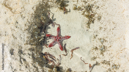 Red-knobbed starfish. Watamu, Kenya.