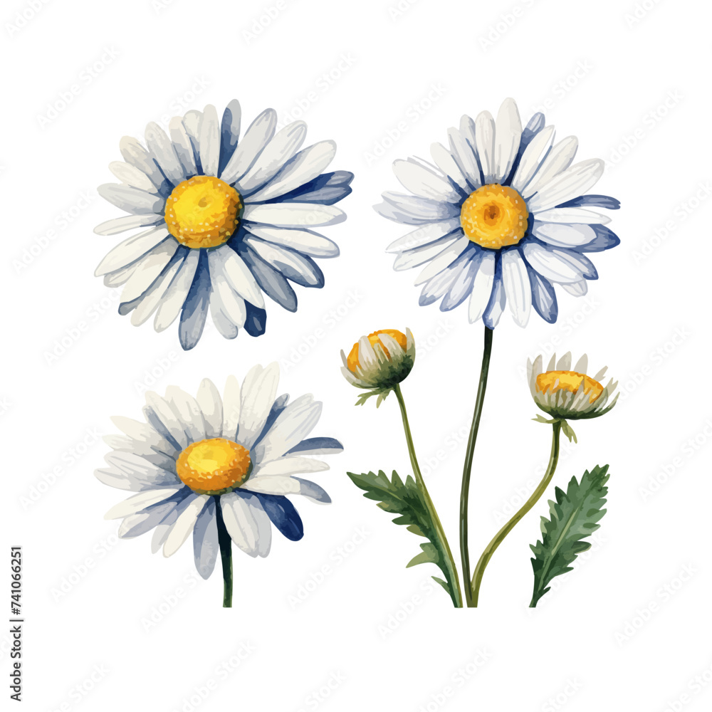 Fototapeta premium watercolor daisy clipart for graphic resources
