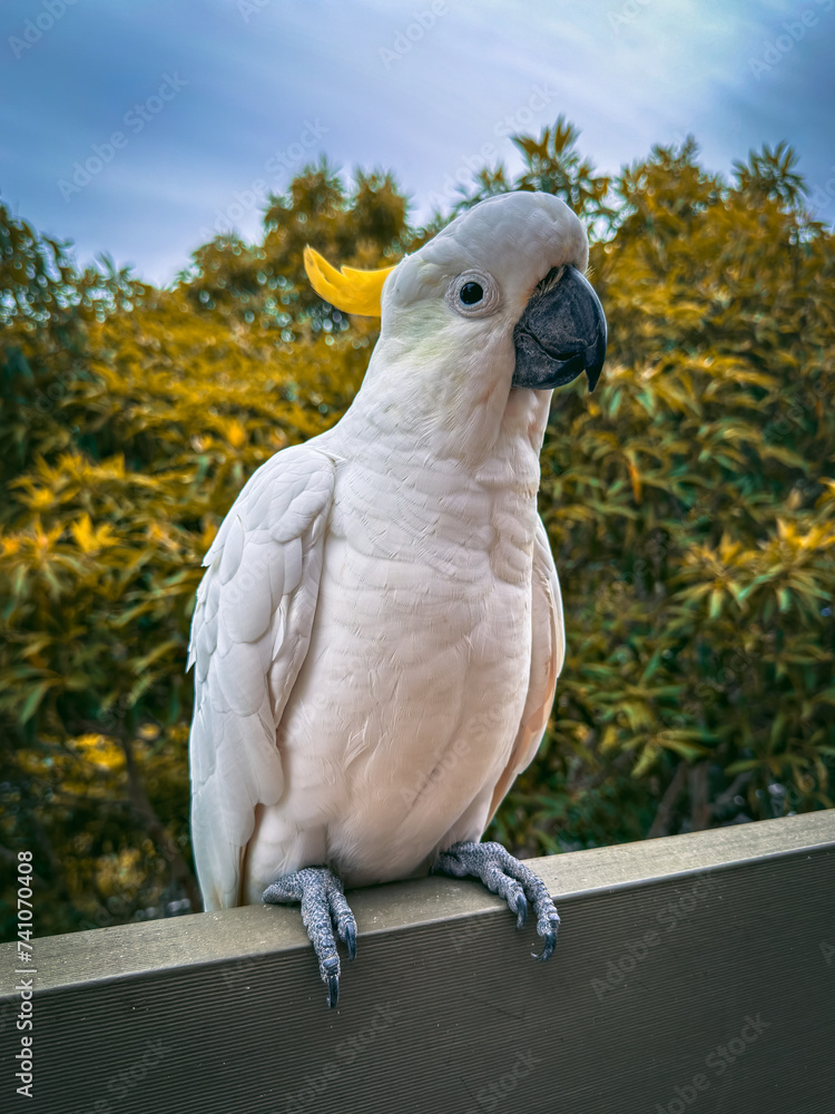 Obraz premium White Cockatoo Parrot, Australia Native Bird.