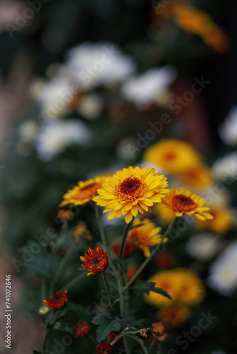 Orange chrysanthemums and a beautiful blurred dark background with white bokeh. Copy space. Shallow depth of field.