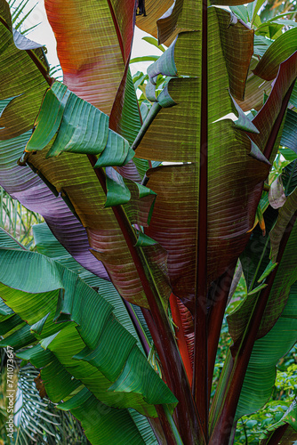 Nature. Tropical banana green leaves. Large leaves. Natural blurred beautiful background with bokeh.