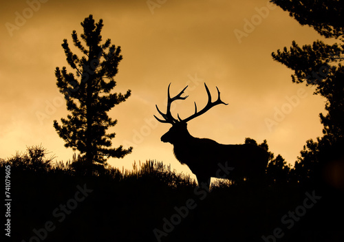 Rocky Mountain Elk - a large bull silhouetted against the blue sky at twilight in an alpine meadow with evergreen trees photo