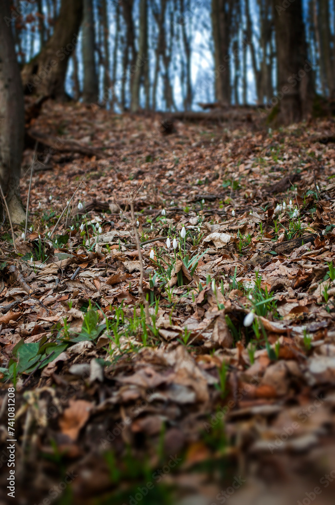 Snowdrop flowers in the spring forest Snowdrop flowers in the spring forest