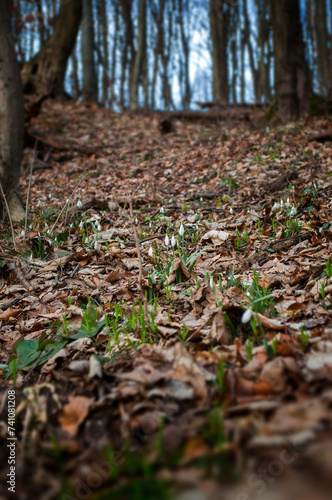 Snowdrop flowers in the spring forest