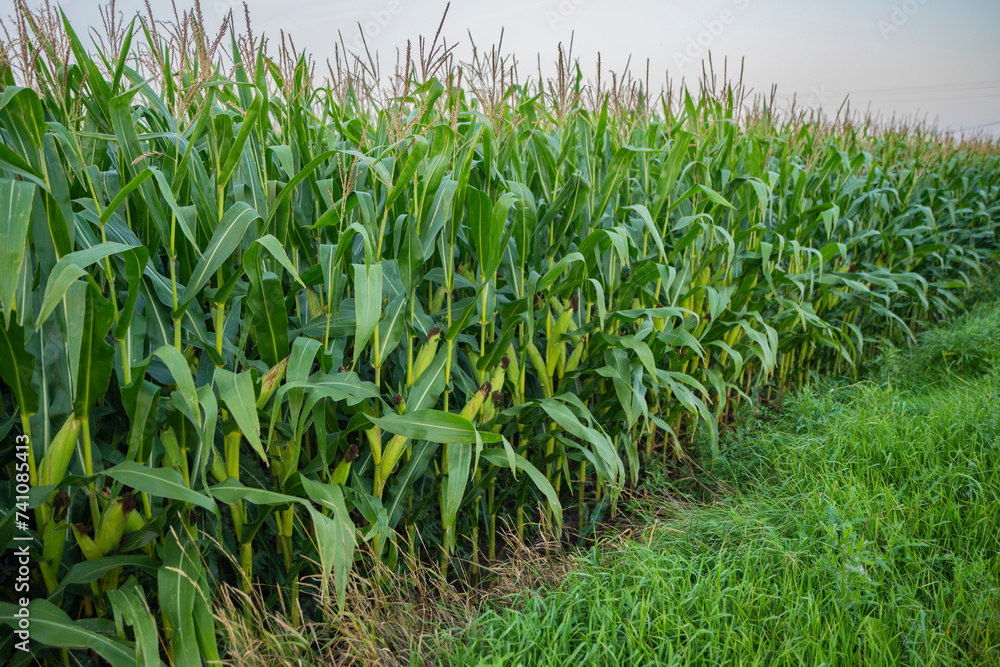 Kukurydza, rosnąca kukurydza, kukurydza na polu, kolby kukurydzy - obrazy, fototapety, plakaty 
