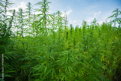 cbd, marijuana plants, marijuana, marijuana plantation photo