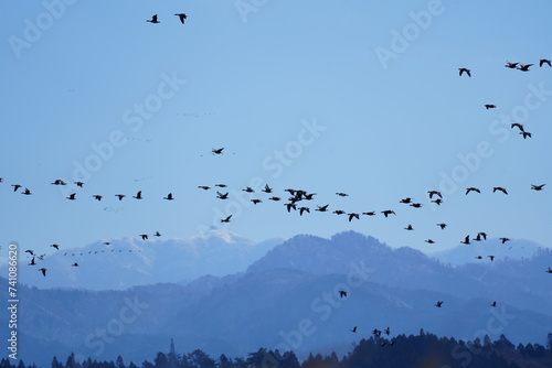 青空を飛ぶ渡り鳥の群れ photo