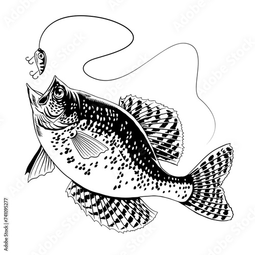 Crappie Fish Catching The Fishing Lure Black and White photo