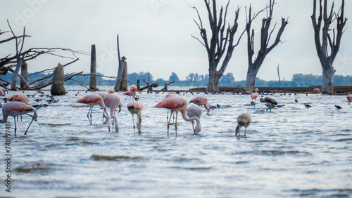 Flamengos in Miramar, Córdoba photo