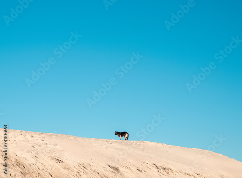 German Shepherd Dog on the Beach in Los Angeles California (ID: 741105663)