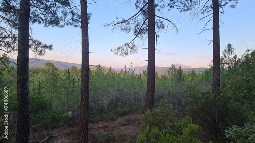 Le pech de Bugarach vu depuis les bois au-dessus de Rennes-les-Bains photo