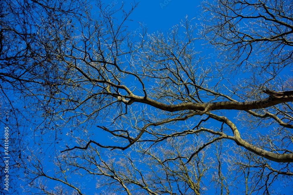 Leafless Tree Branch against the blue of the sky Leafless Tree Branch against the blue of the sky
