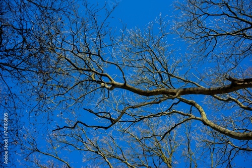 Leafless Tree Branch against the blue of the sky