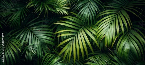 Lush green palm leaves creating a beautiful, textured natural background in tropical paradise. © Ilja