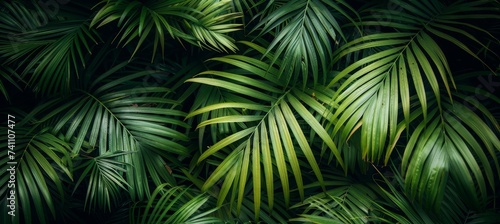 Lush green palm leaves creating a beautiful  textured natural background in tropical paradise.