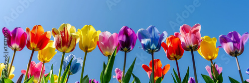 Floral spring wallpaper with colorful tulips and a clear blue sunny sky in the background. The concept of spring, nature, beauty.
