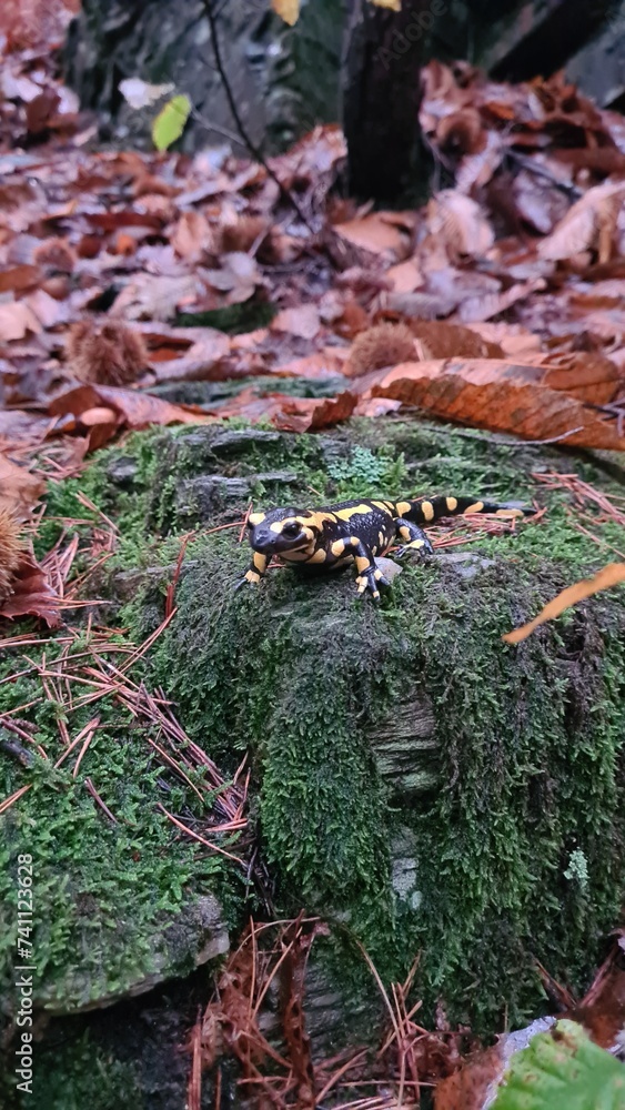 Salamandre dans une forêt des Cévennes Salamandre dans une forêt des Cévennes