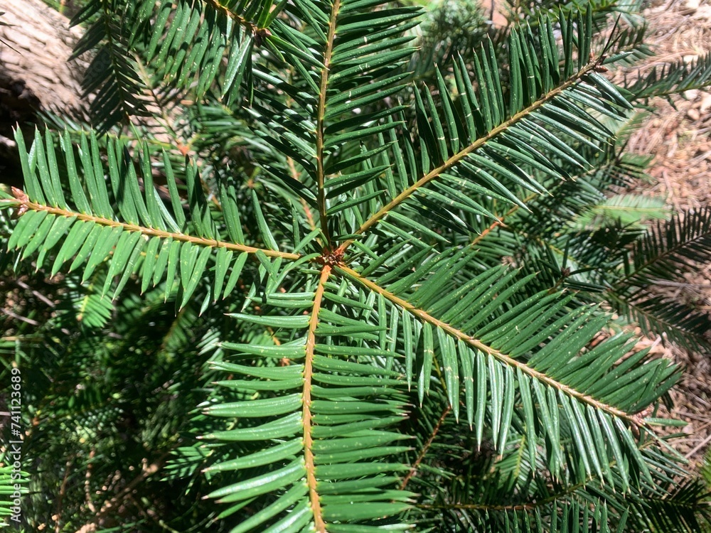 Pacific Yew Pacific Yew