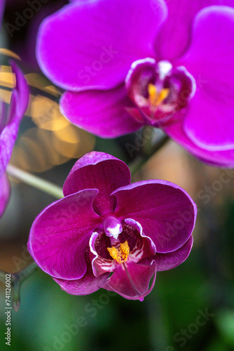 purle orchid blooming