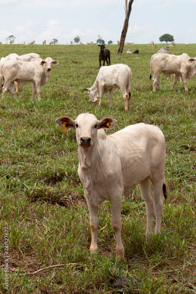 Obraz premium Bezerros