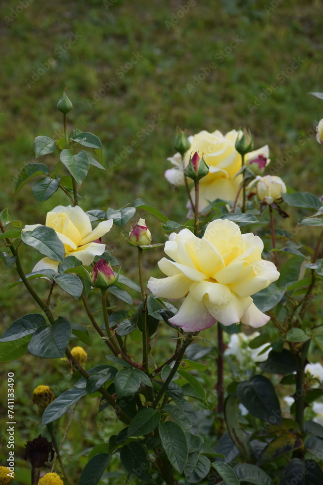 flores flores