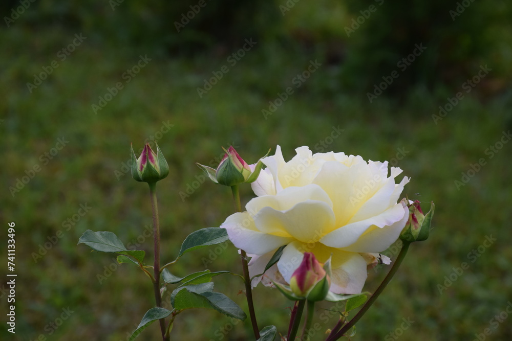 Fototapeta premium flores