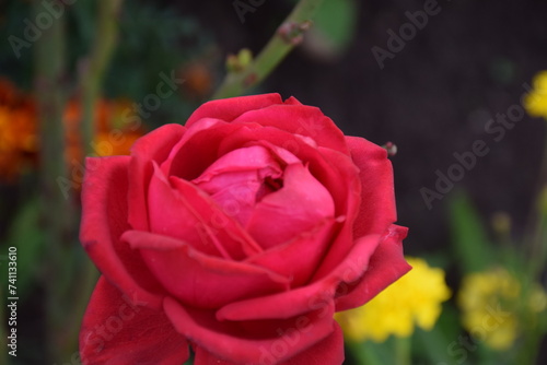 Wallpaper Mural flores Torontodigital.ca