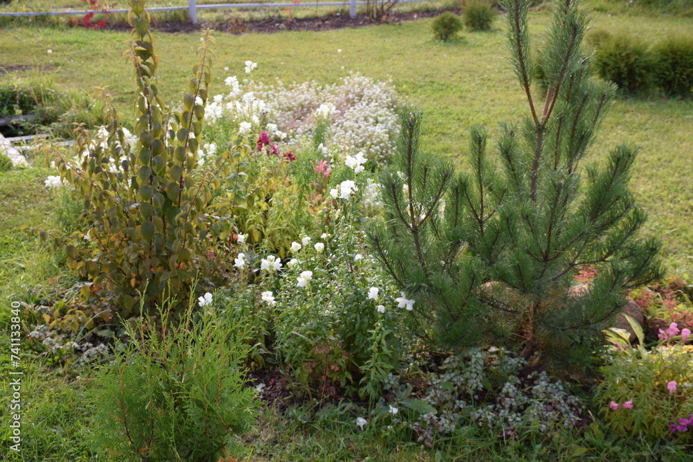 Fototapeta premium flowers, plants