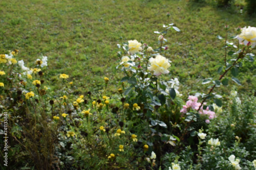 Obraz premium flowers, plants