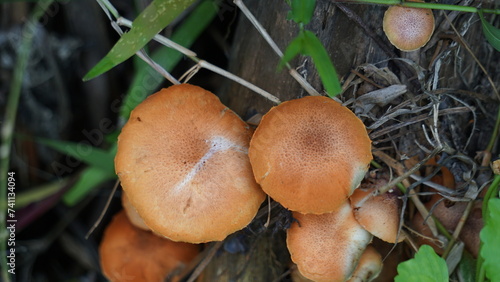 Autumn Skullcap ( Galerina marginata, funeral bell, deadly skullcap, autumn skullcap, deadly galerina). The toxins found in Galerina marginata