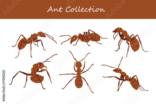 Ants set. Ants collection. Ants vector illustration. © Yasier