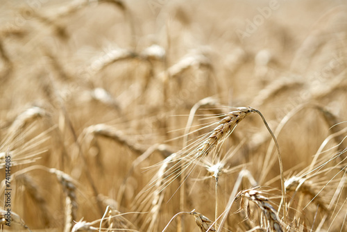 Golden wheat field close-up sunlight highlights texture detail.