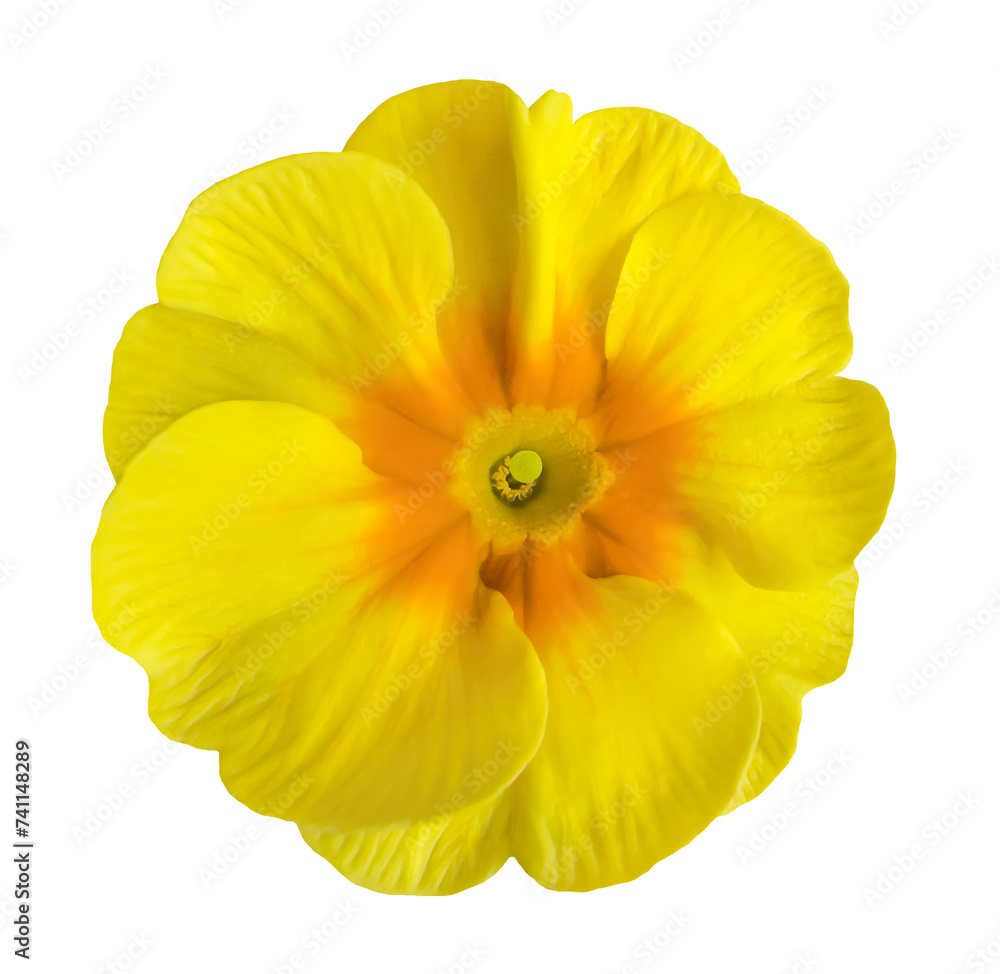 yellow flower isolated on white background yellow flower isolated on white background