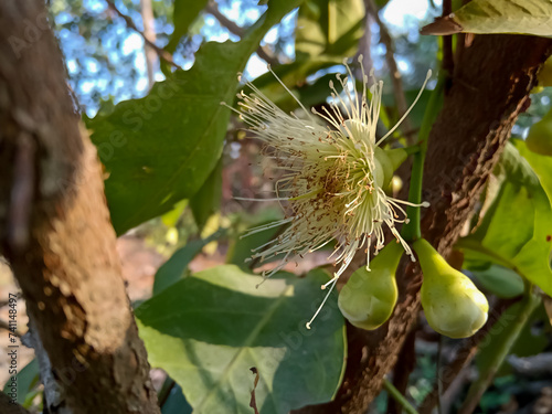 Java apple, wax apple flower and baby fruits are grow on tree photo