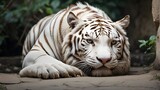 White tiger curled up on its side. staring directly at the camera