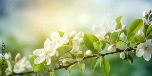 White Flowers of Jasmine. The branch delicate spring flowers in spring garden © maxa0109